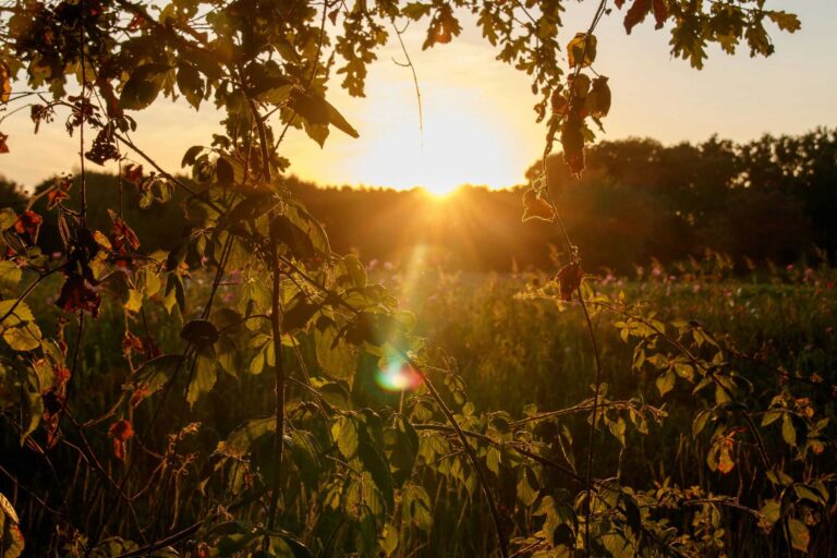Capture of a stunning sunset through autumn leaves in a serene landscape. Mabon
