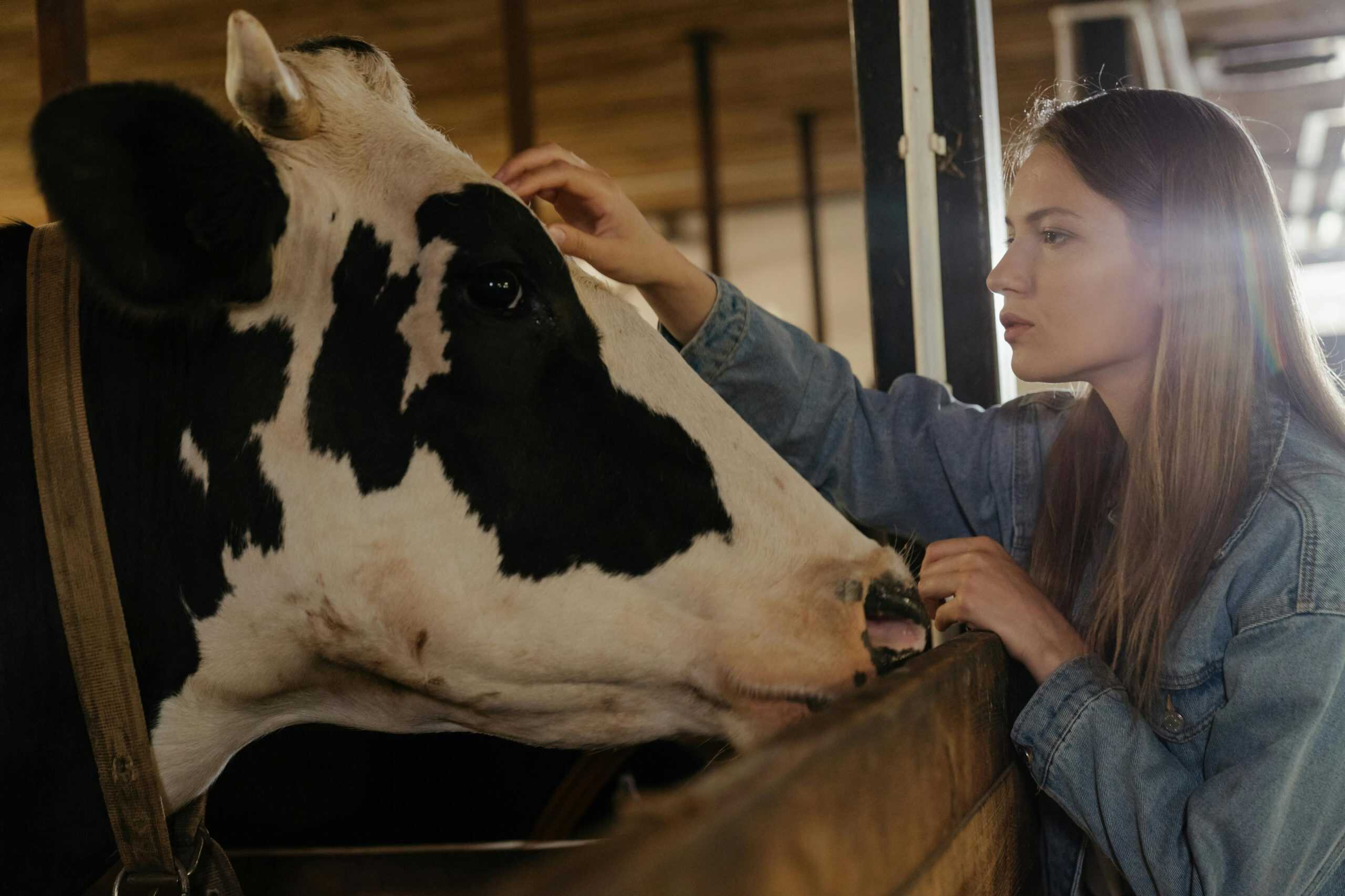 Young woman gently interacting with a cow inside a barn. Emphasizes farm life and animal care.