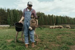 A farmer in overalls with a donkey and a flock of sheep on a pasture. animal-assisted therapy