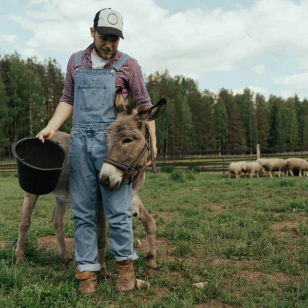 A farmer in overalls with a donkey and a flock of sheep on a pasture. animal-assisted therapy