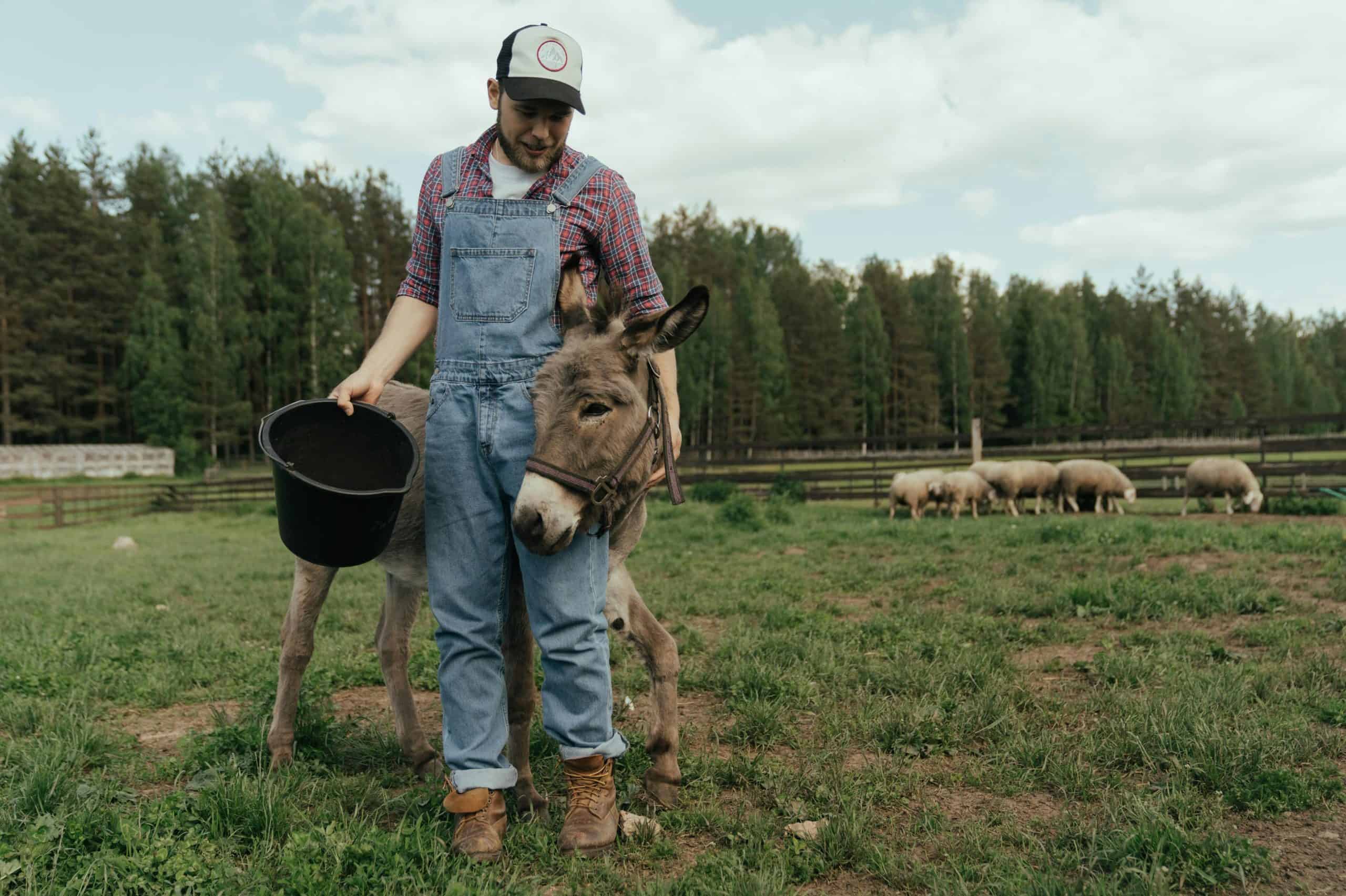 A farmer in overalls with a donkey and a flock of sheep on a pasture. animal-assisted therapy