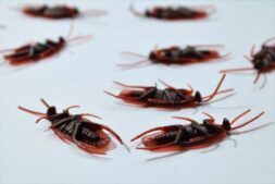 Kockroach Detailed macro image of several dead cockroaches scattered on a white surface, depicting pest control.