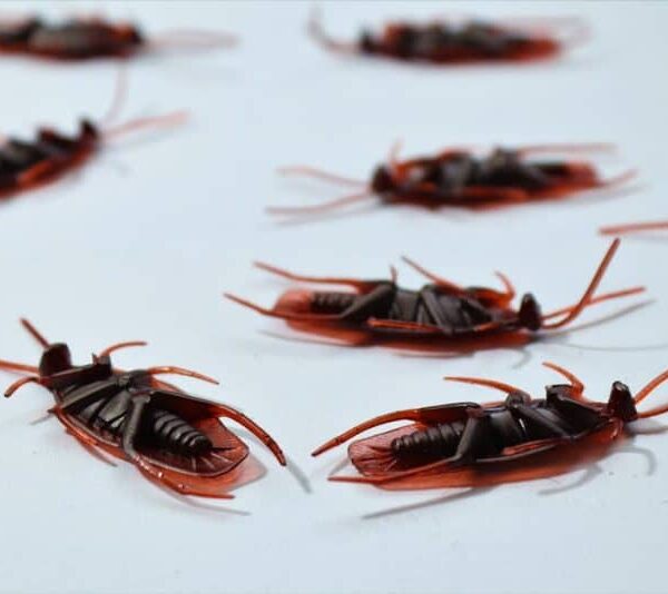 Kockroach Detailed macro image of several dead cockroaches scattered on a white surface, depicting pest control.