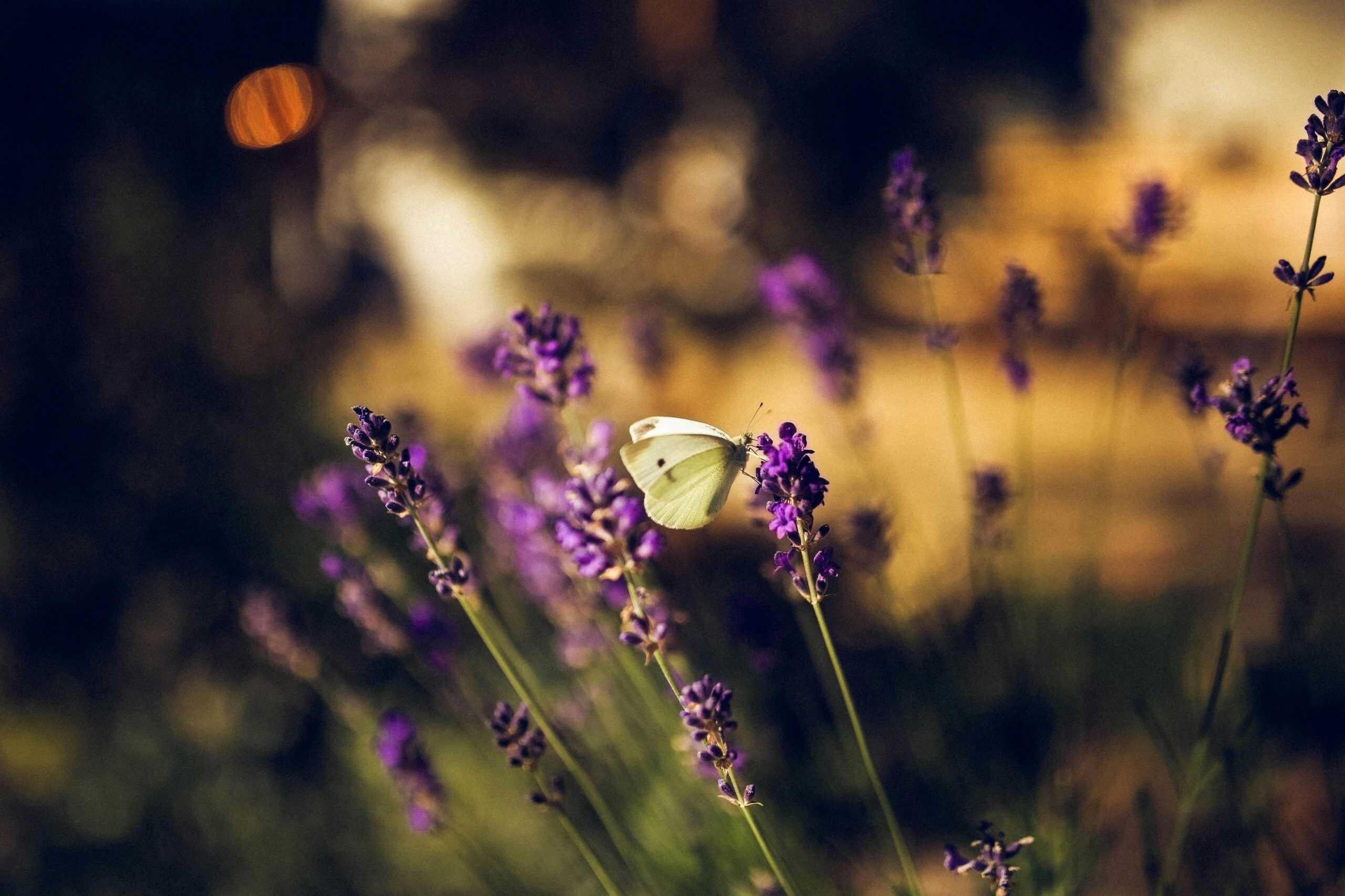 A peaceful scene of a butterfly on lavender flowers in a summer garden, captured with a soft bokeh effect.