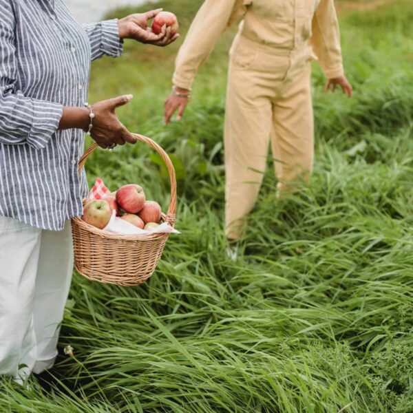 apple picking