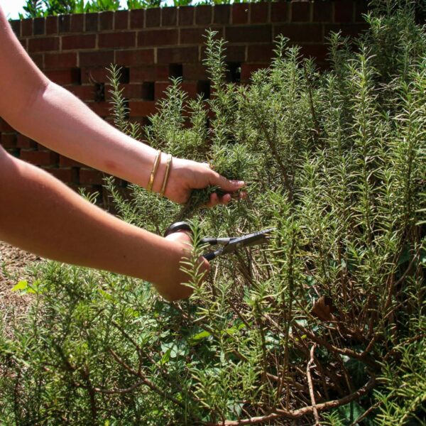 Autumn pruning, Close-up image of a person harvesting rosemary in the garden with scissors.
