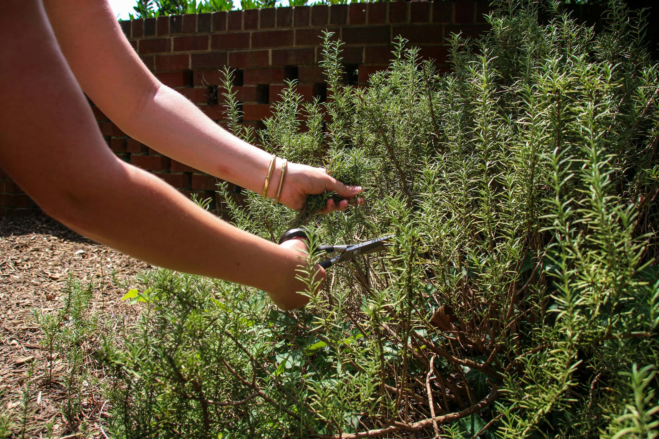 Autumn pruning, Close-up image of a person harvesting rosemary in the garden with scissors.