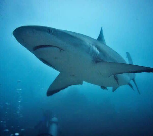 Jaws 50th Anniversary