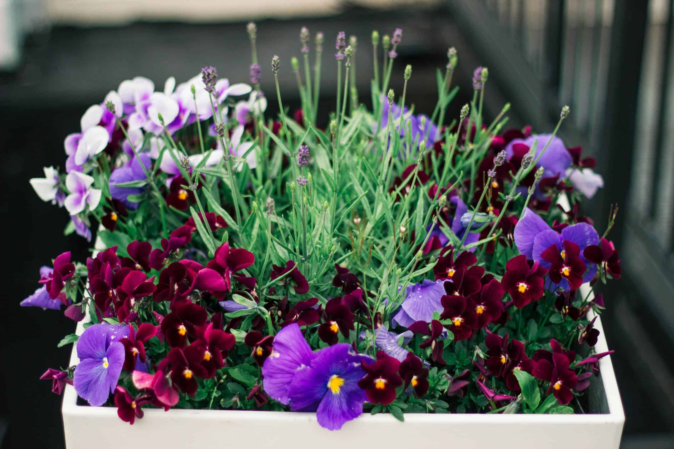 Vibrant pansies and greenery beautifully arranged in a white planter, showcasing natural beauty.