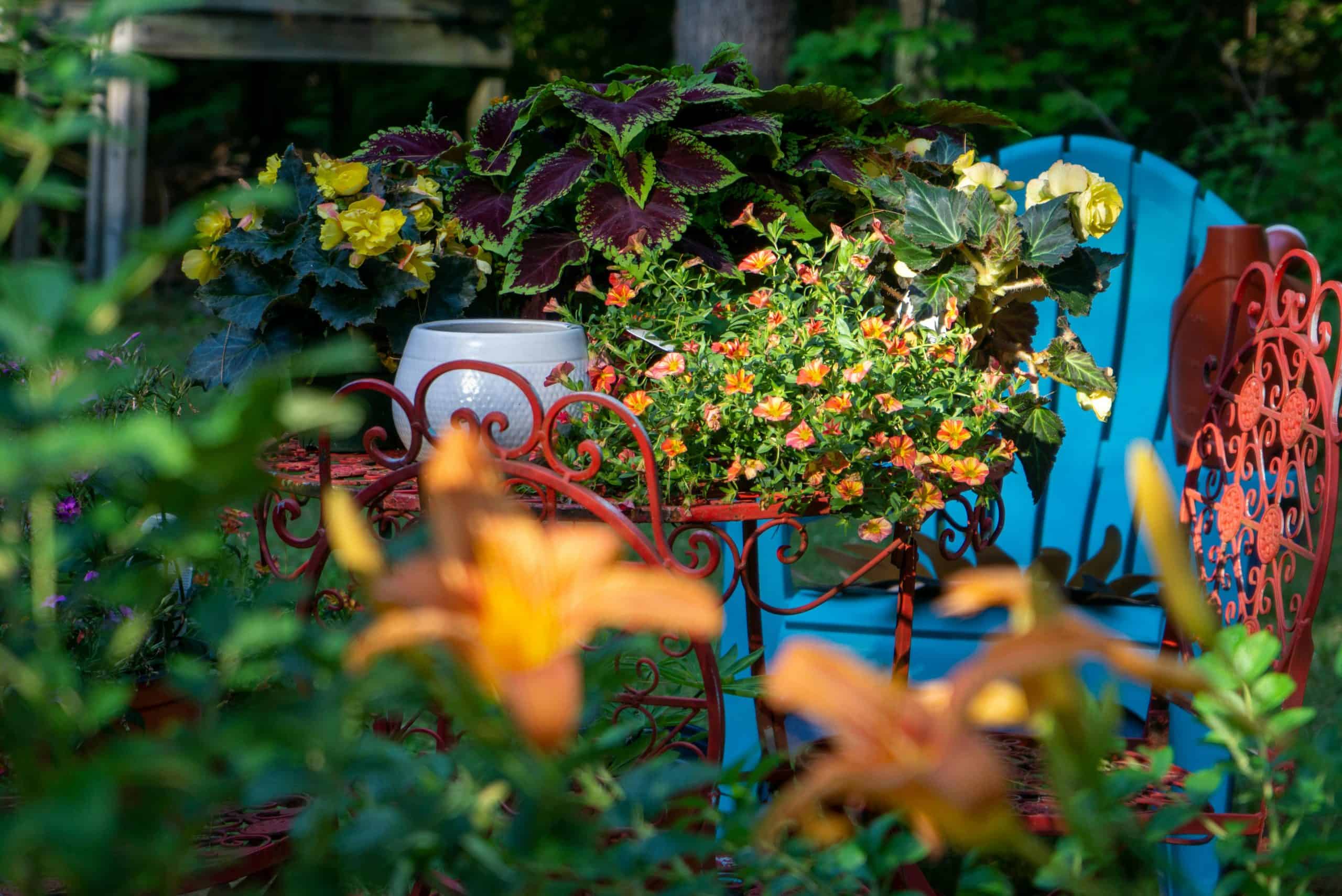 Vibrant garden setting with potted flowers and ornate chairs. Perfect for outdoor relaxation themes, backyard lounge