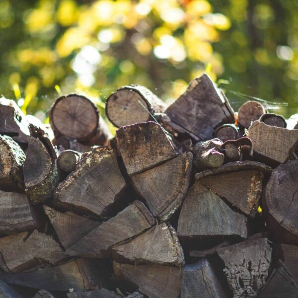 backyard, fire pit, Close-up of stacked firewood in a sunlit forest, showcasing textures and natural beauty.