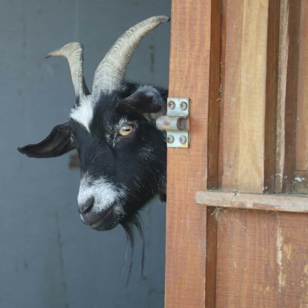 a goat sticking its head out of a door, Capricorn,