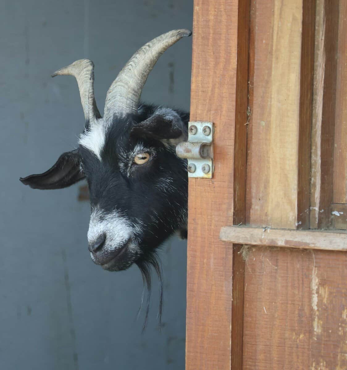 a goat sticking its head out of a door, Capricorn,