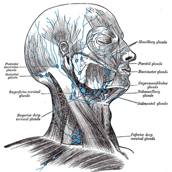 Lymphatic draining, "Lymph Nodes of the Head" by Paul Garland is licensed under CC BY-SA 2.0