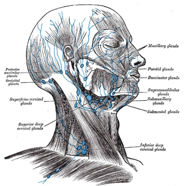 Lymphatic draining, "Lymph Nodes of the Head" by Paul Garland is licensed under CC BY-SA 2.0