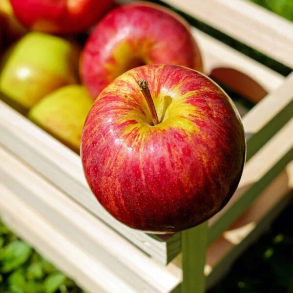 This is a photograph of apples in a crate. Fall foods such as apples can be healthy and tasty.