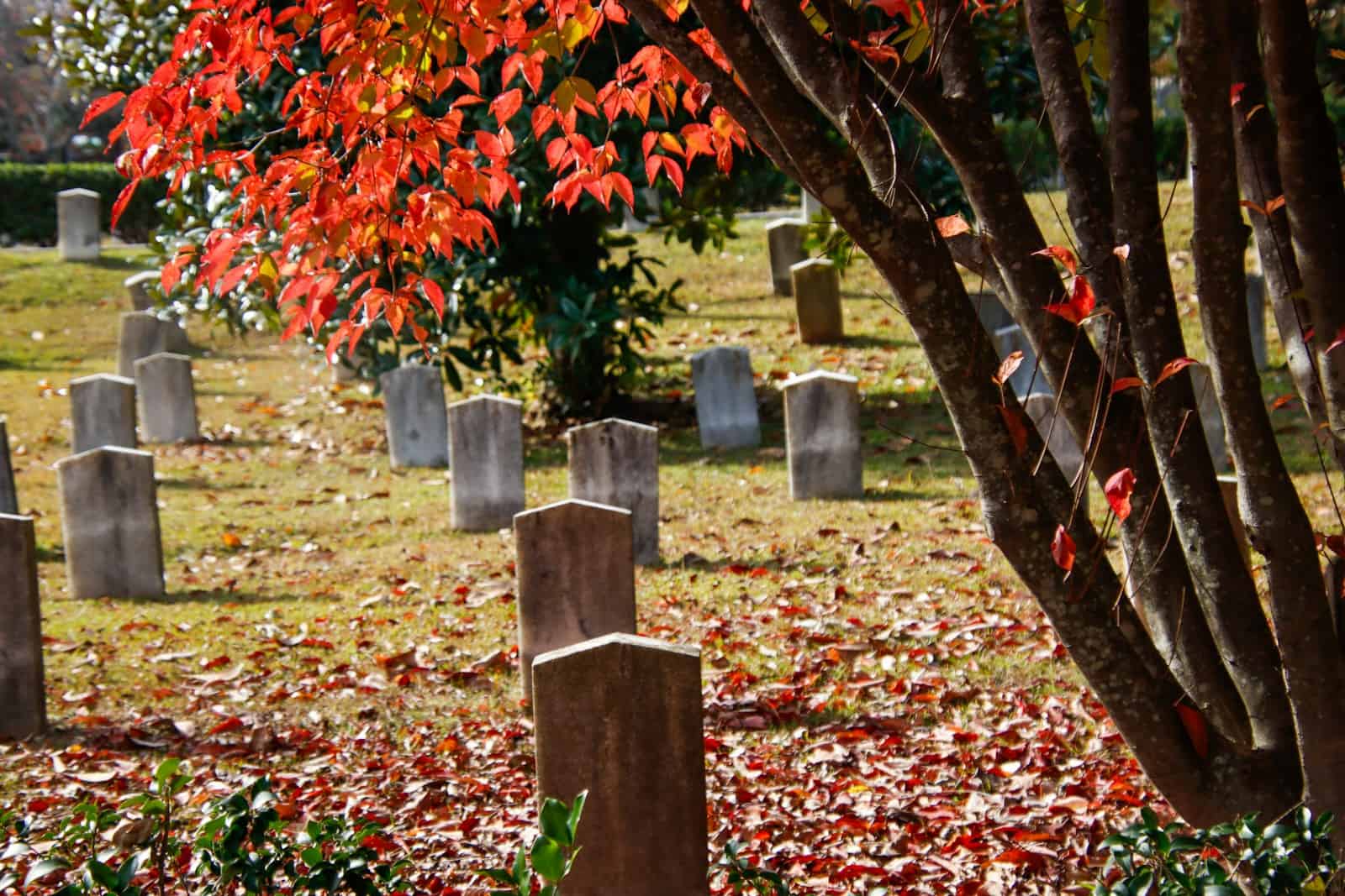 a cemetery with many headstones and trees with red leaves. cemeteries
