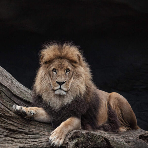 lion, king, nature, predator, species, fauna, wildlife, animal, mammal, leo
