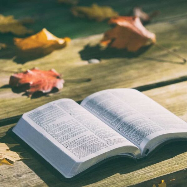 bible, book, pages, open, reading, open bible, bible reading, bible study, chapters, psalms, religion, faith, bible, bible, bible, bible, bible, book, daily devotion
