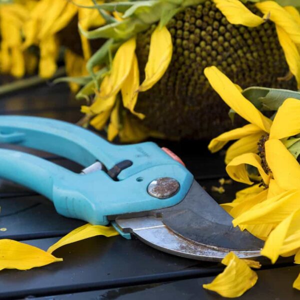 fall, scissors, pruning shears, flower background, beautiful flowers, nature, tool, gardening, garden, garden tools, flower wallpaper, flower, sunflower, blossoms, withered, wilted, October, garden,