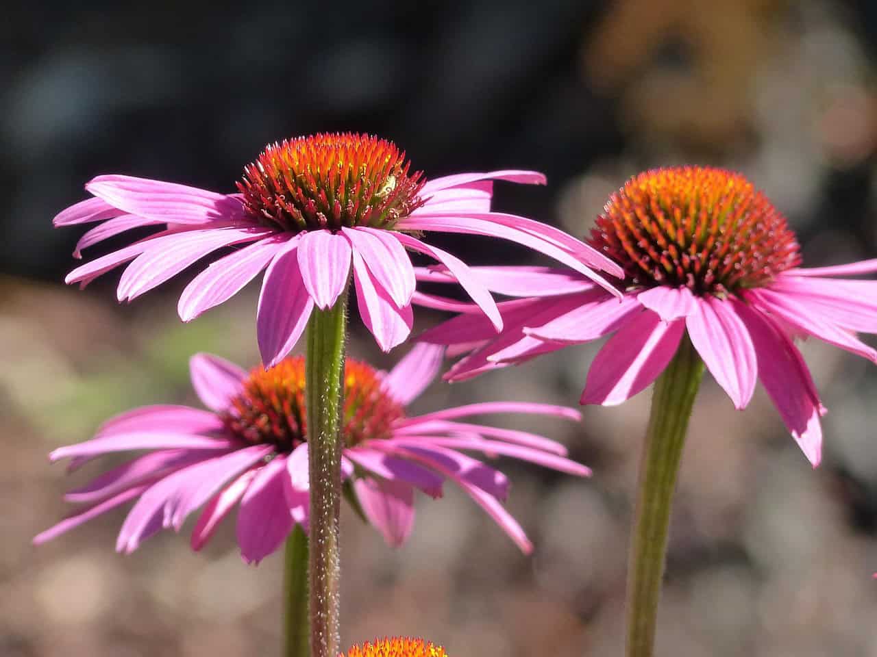 cone flower, echinacea, beautiful flowers, pink, nature, flower background, plant, garden, summer, outdoor, season, flower, flower wallpaper, close up