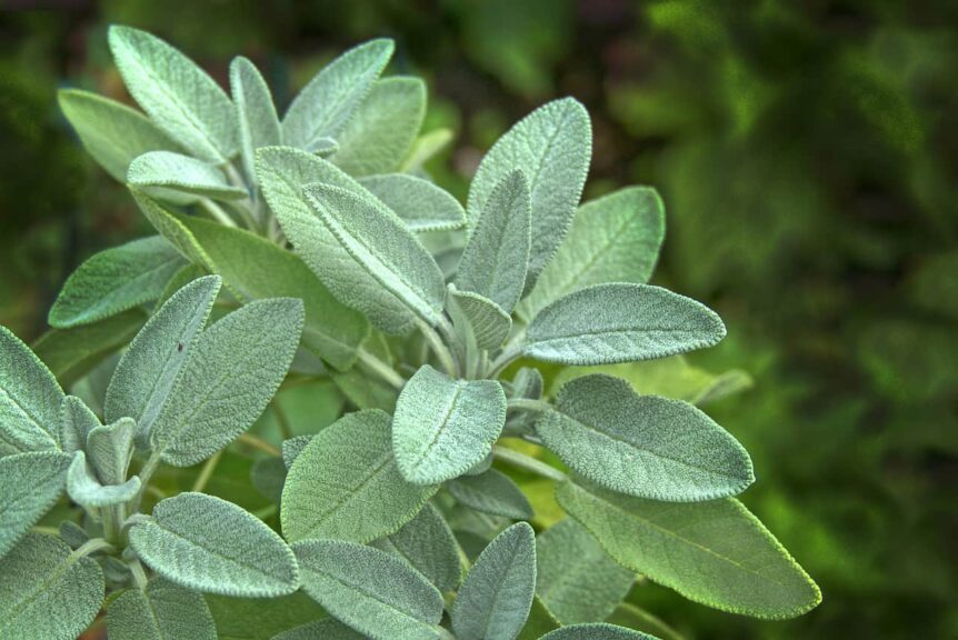 sage, leaves, herb, garden plant, nature, aroma, garden, seasoning, medicinal herb, glands hair, green, fall garden, herbs