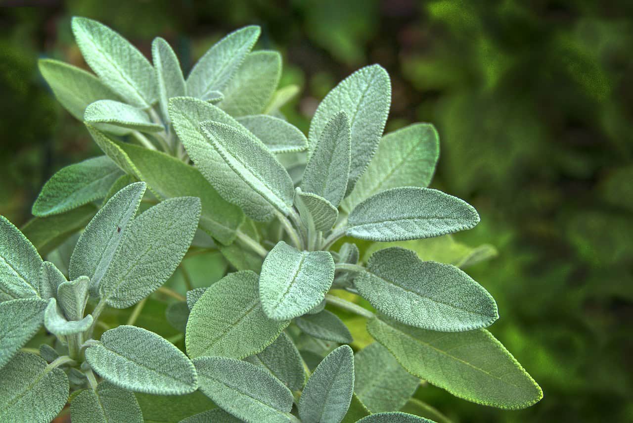 sage, leaves, herb, garden plant, nature, aroma, garden, seasoning, medicinal herb, glands hair, green, fall garden, herbs