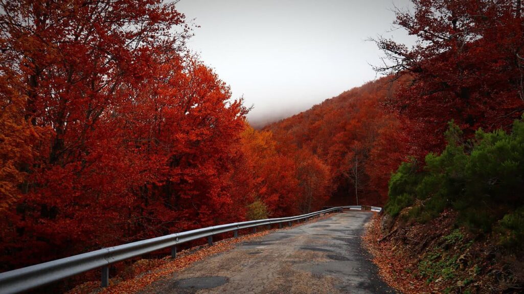road, autumn, travel, landscape, nature, colors, fall, nature, nature, nature, nature, nature, solo travelers, fall travel