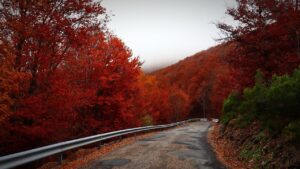 road, autumn, travel, landscape, nature, colors, fall, nature, nature, nature, nature, nature, solo travelers, fall travel