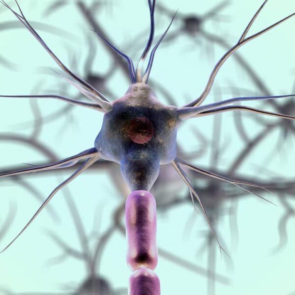 neurons, neuron cell, biology, nerves, nervous system, medical, science, closeup, neurons, neurons, neurons, neurons, nerves, nervous system, nervous system, nervous system, nervous system, nervous system