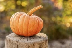 fall decor, harvest, pumpkin, autumn, halloween, vegetable, organic, fall, seasonal, pumpkin, pumpkin, pumpkin, pumpkin, pumpkin, halloween