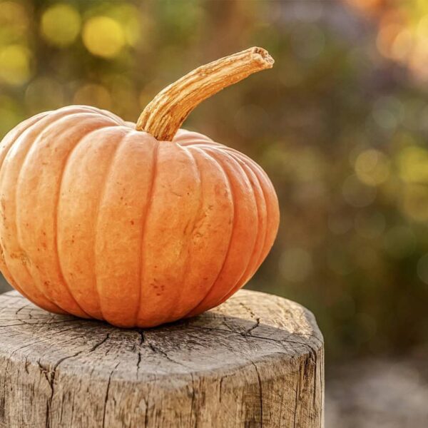 fall decor, harvest, pumpkin, autumn, halloween, vegetable, organic, fall, seasonal, pumpkin, pumpkin, pumpkin, pumpkin, pumpkin, halloween