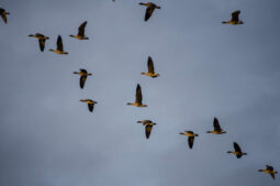 wild geese, migratory birds, bird migration, wildlife migration, fall travel