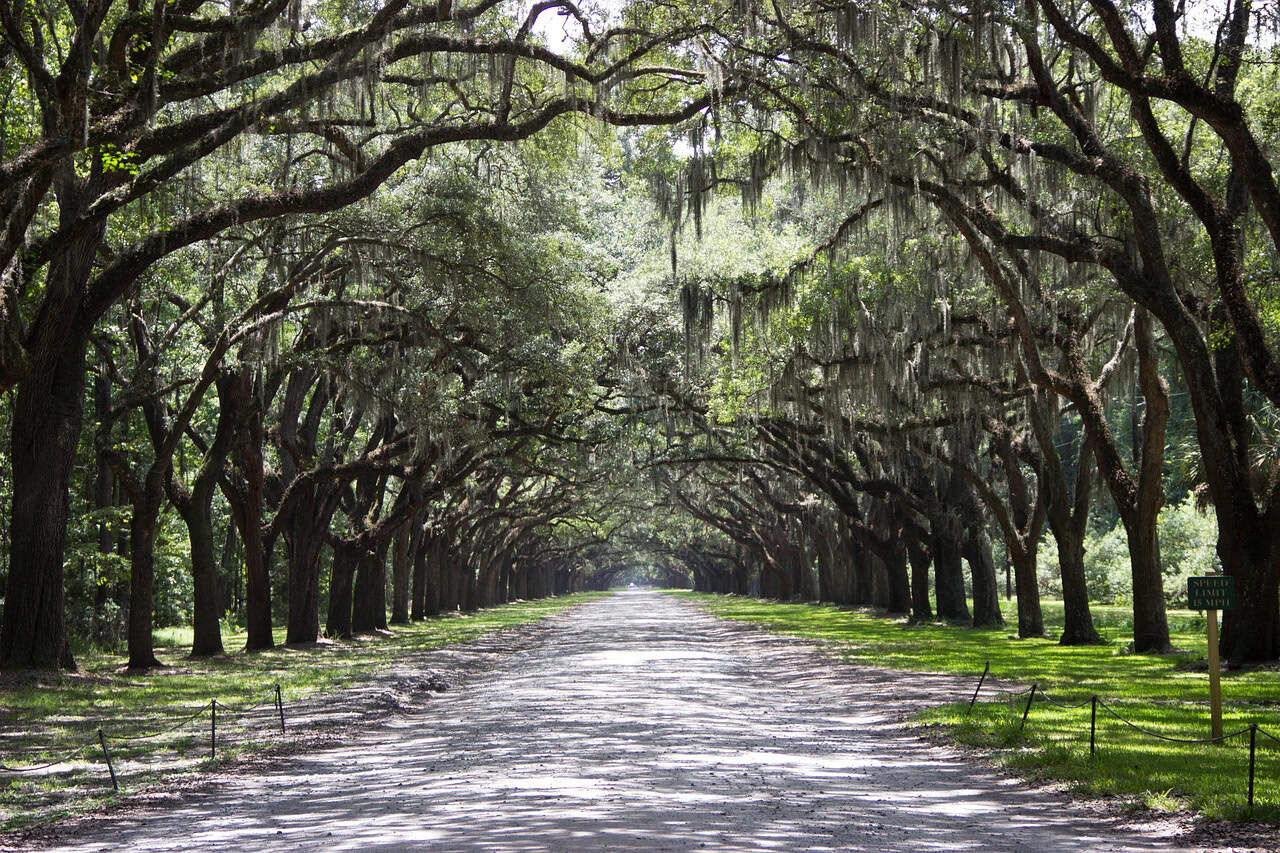 savannah, georgia, trees, path, avenue, nature, mood, green, gigantic, the atmosphere, savannah, savannah, savannah, georgia, georgia in the fall, 