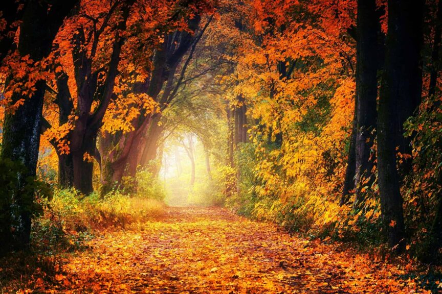 A scenic autumn pathway surrounded by vibrant fall foliage, creating a tunnel of colorful leaves.