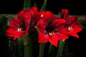 Holiday blooms, Stunning close-up of vibrant red amaryllis flowers in full bloom against a dark background.