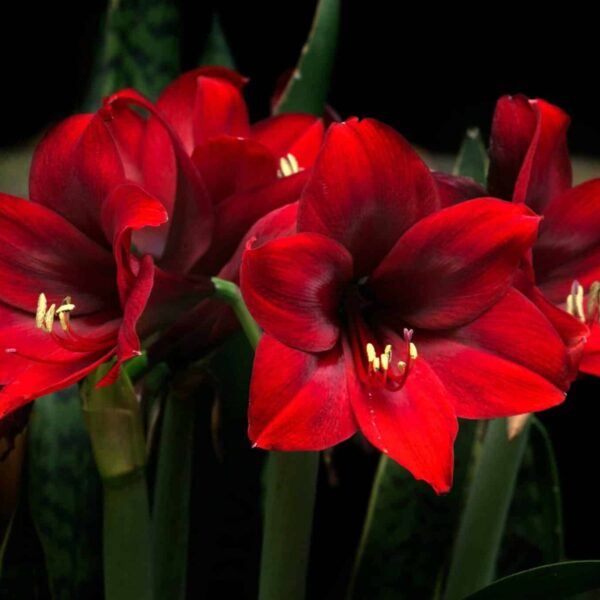 Holiday blooms, Stunning close-up of vibrant red amaryllis flowers in full bloom against a dark background.
