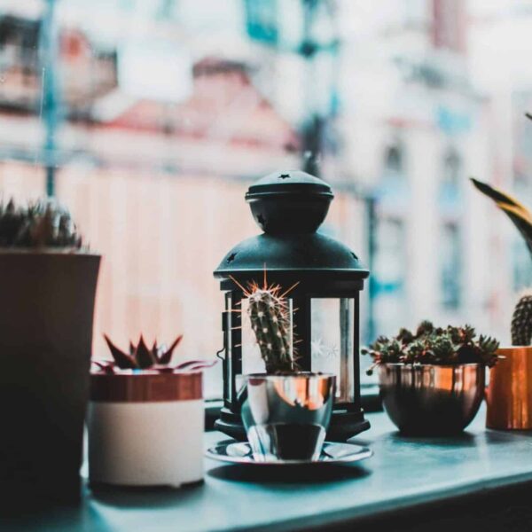 Stylish assortment of potted succulents and cacti with lantern, captured on a windowsill.