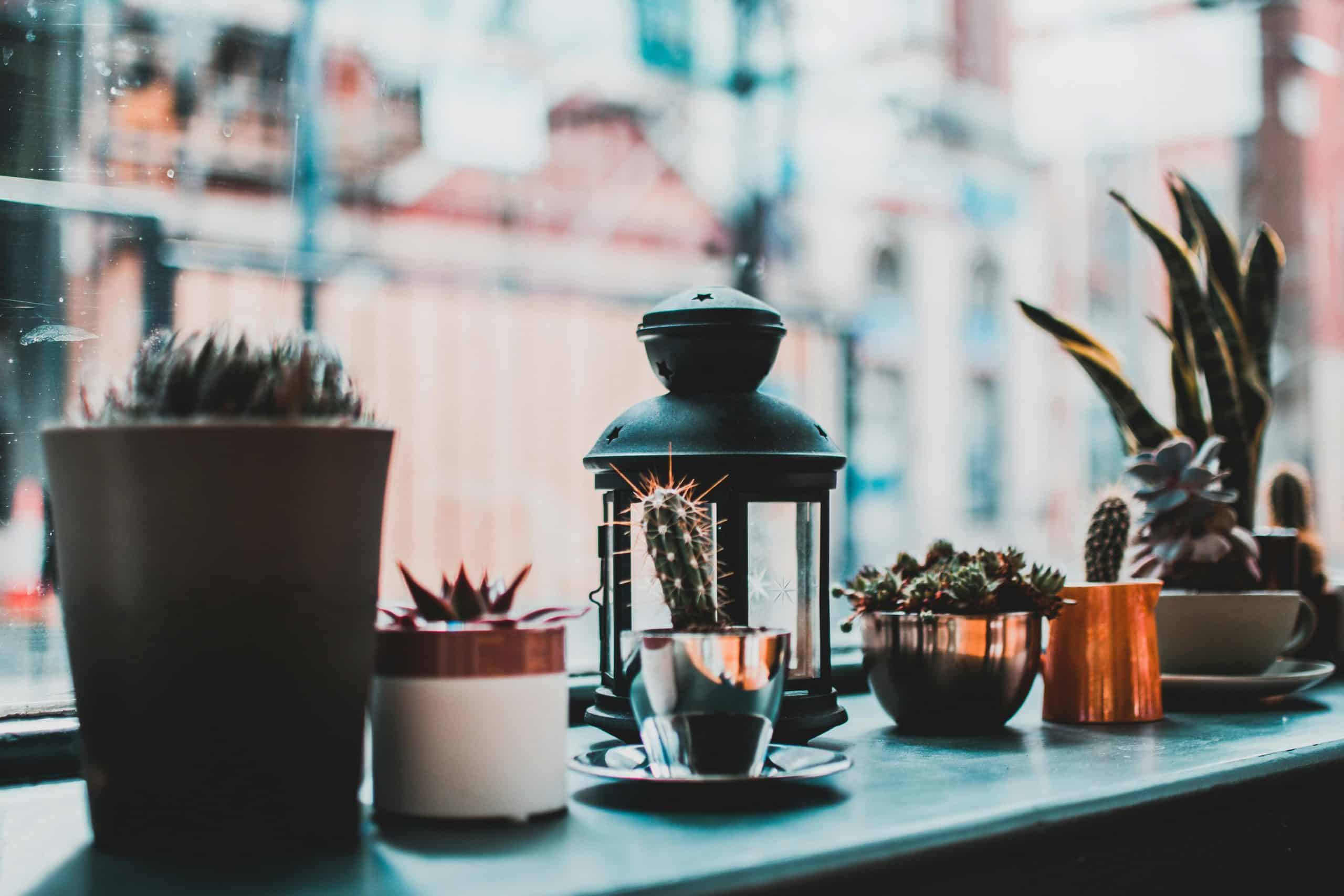 Stylish assortment of potted succulents and cacti with lantern, captured on a windowsill.