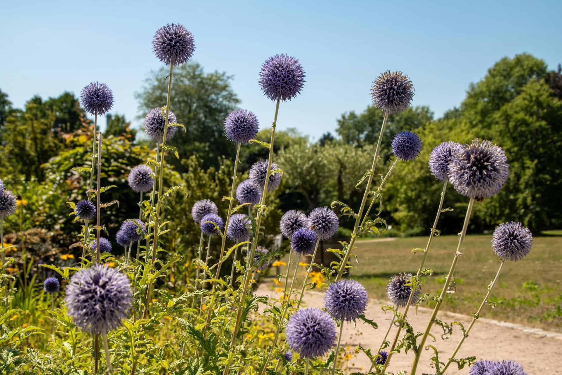 Close-up of purple globeflowers in a sunny Hamburg park garden, showcasing vibrant summer flora.