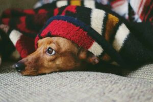 calming treats for anxious dogs Adorable dog wrapped in a colorful blanket, capturing a cozy and cute moment indoors.