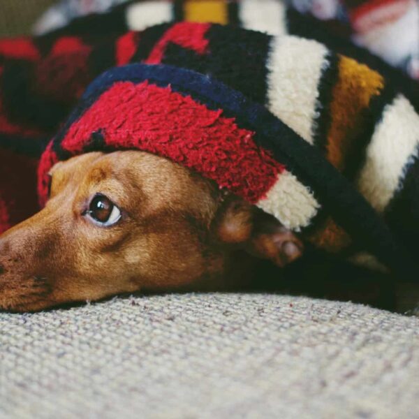 calming treats for anxious dogs Adorable dog wrapped in a colorful blanket, capturing a cozy and cute moment indoors.