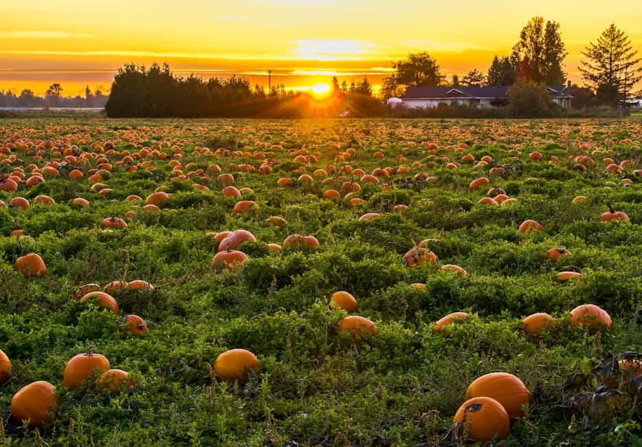 A vibrant field of pumpkins at sunset in Maple Ridge, BC, evoking a warm autumn atmosphere.