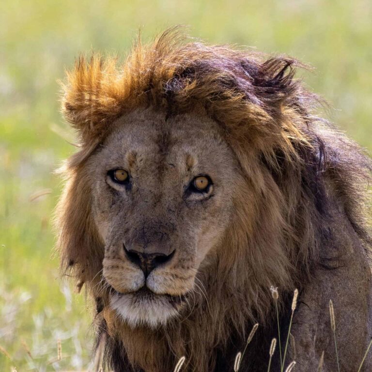 Close-up portrait of a majestic African lion in the wild, showcasing its powerful features and lush mane. Leo weekly forecast.