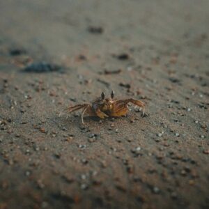 Close-up of a tufted ghost crab on a sandy beach, capturing its natural habitat. Searching for Cancer weekly forecasts.