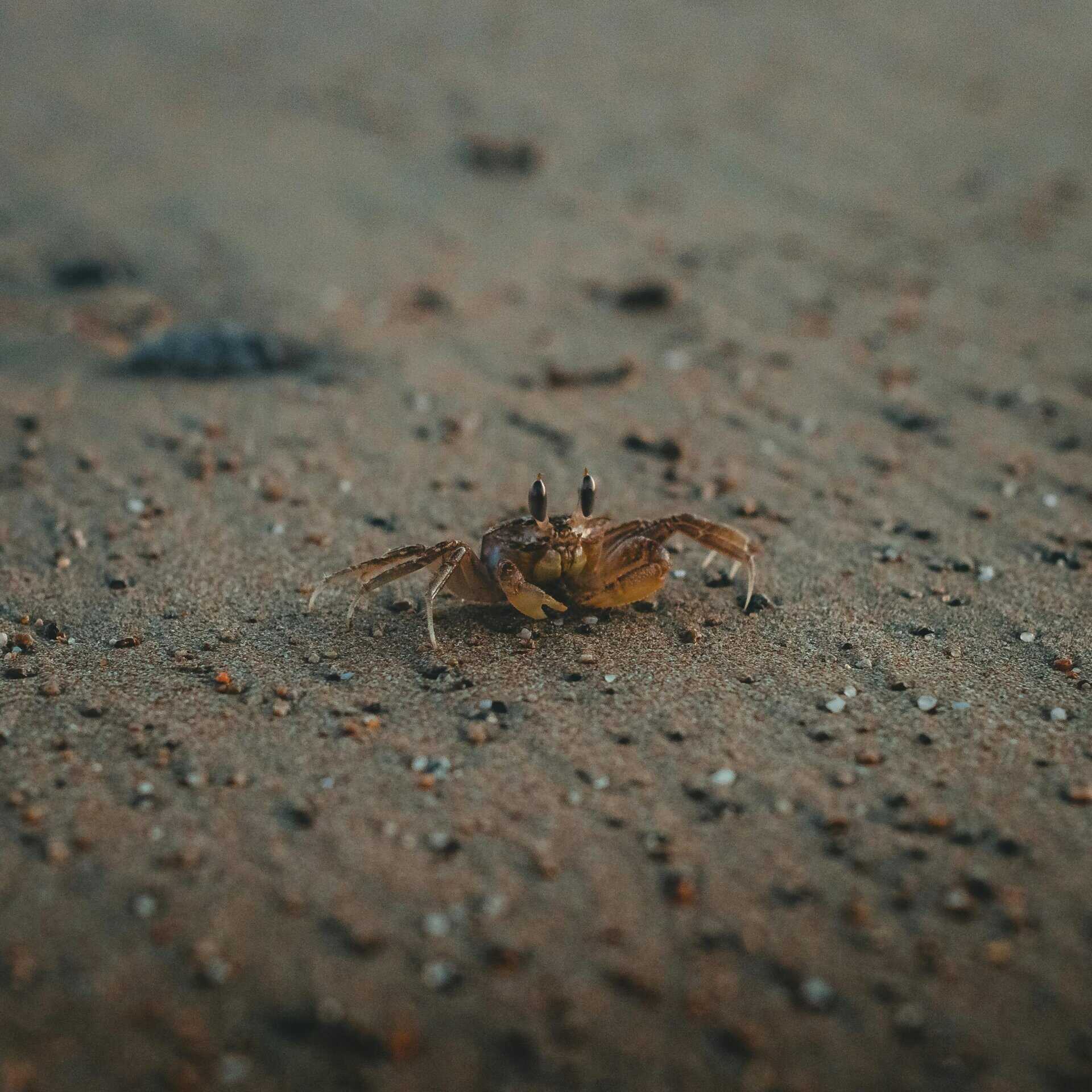 Close-up of a tufted ghost crab on a sandy beach, capturing its natural habitat. Searching for Cancer weekly forecasts.