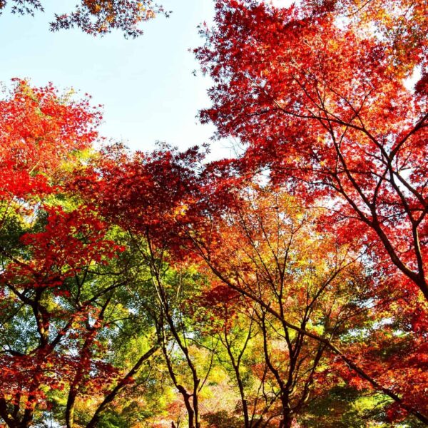 Stunning panoramic view of red and orange autumn leaves in a Japanese park, fall foliage