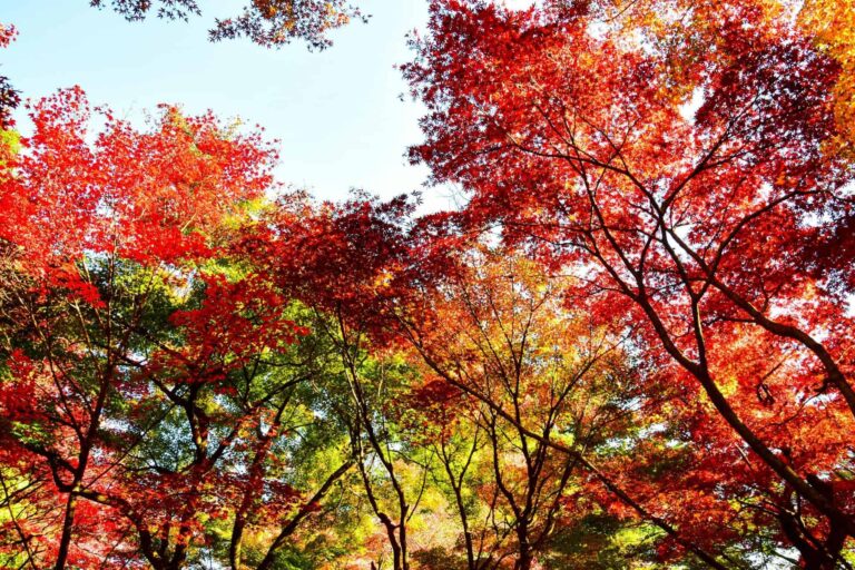 Stunning panoramic view of red and orange autumn leaves in a Japanese park, fall foliage