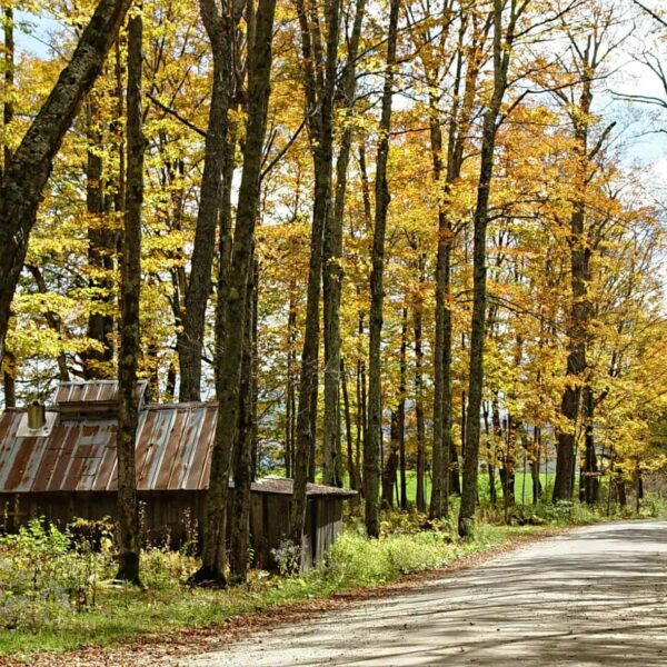 Scenic autumn view of a rustic shack along a rural road in Newark, Vermont.