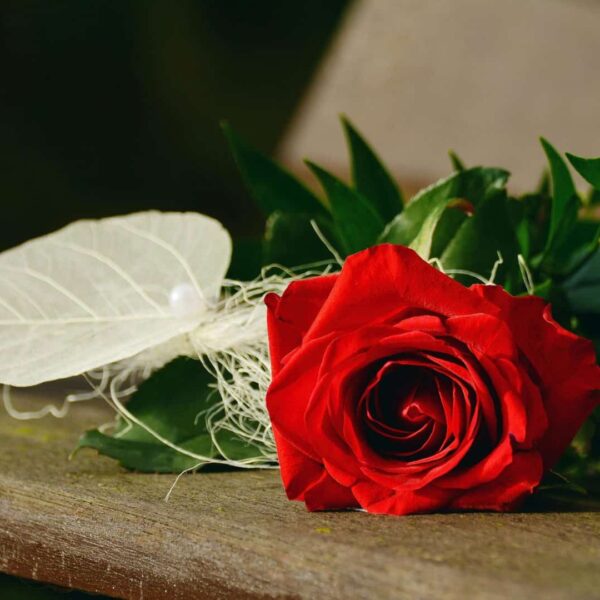 Close-up of a vibrant red rose lying on a wooden bench, symbolizing romance. authenticity